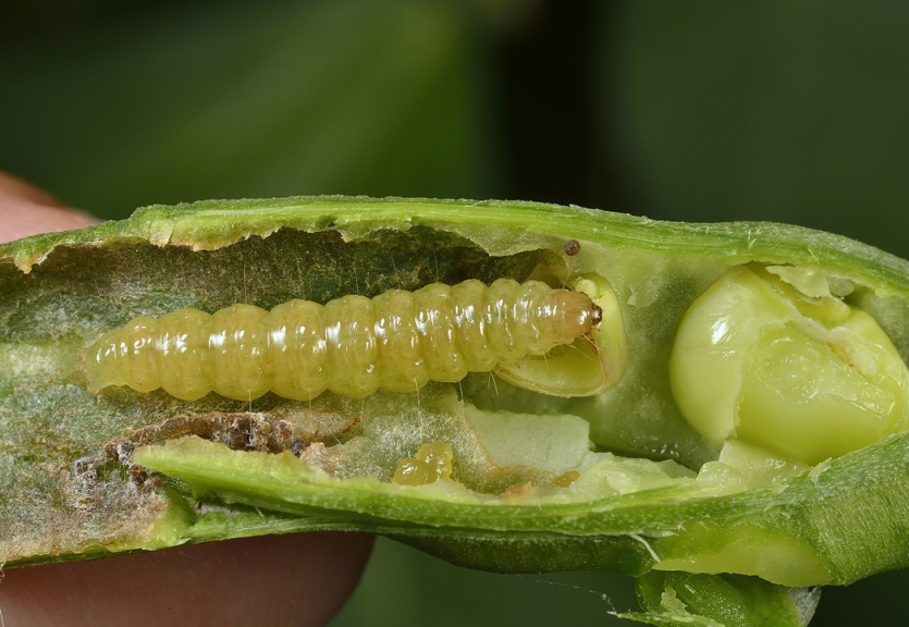 콩명나방 꼬투리 피해