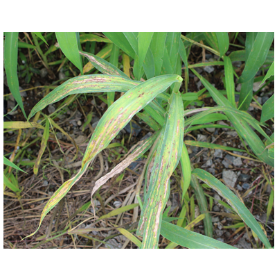 조 노균병 잎 줄무늬 병징