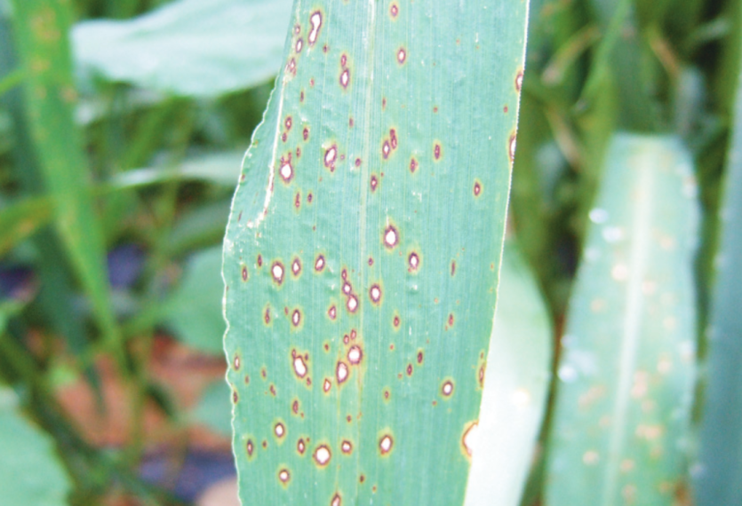 조 도열별 잎 병징 2