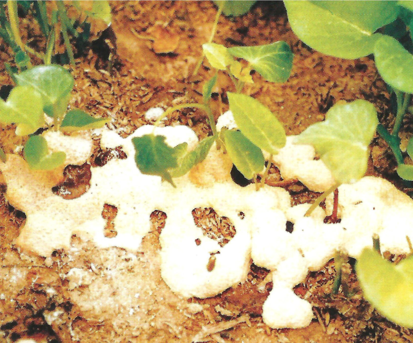 고구마 먼지곰팡이병 병징 3