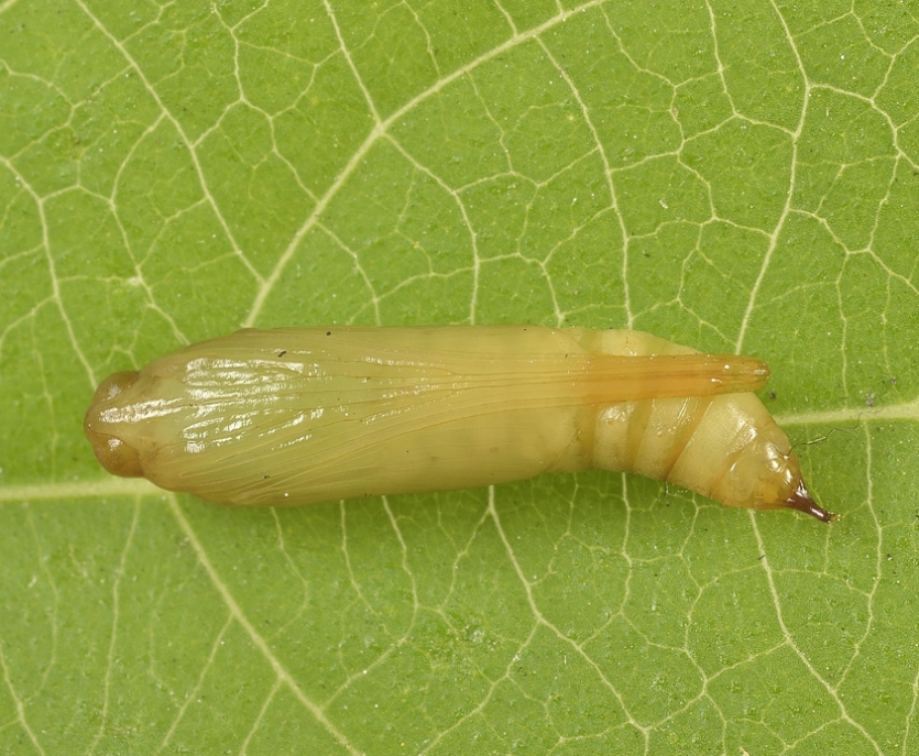 콩명나방 번데기