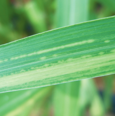 기장 줄무늬잎마름병 초기 병징