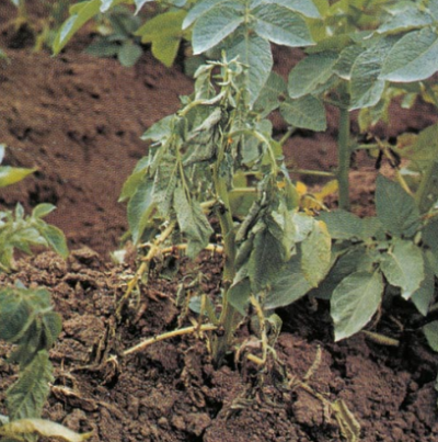 감자 풋마름병 지상부 병징