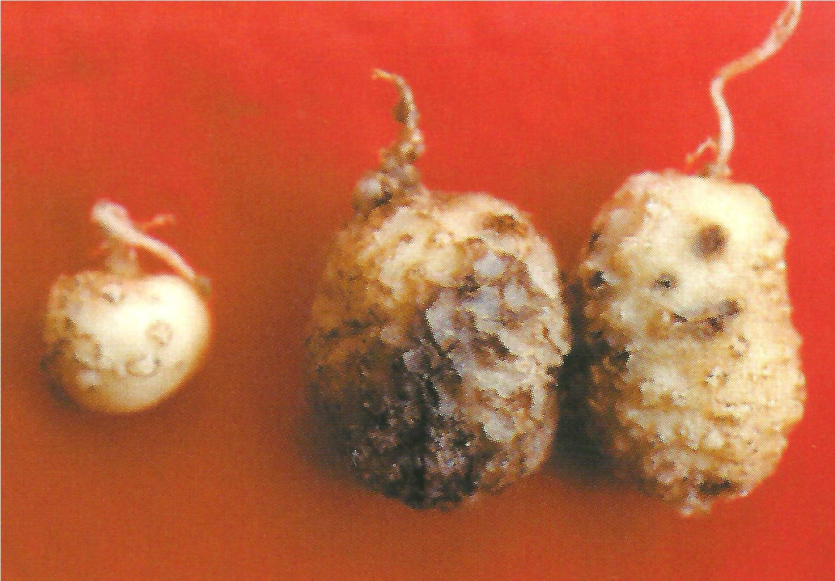 뿌리혹선충 피해 후기 증상