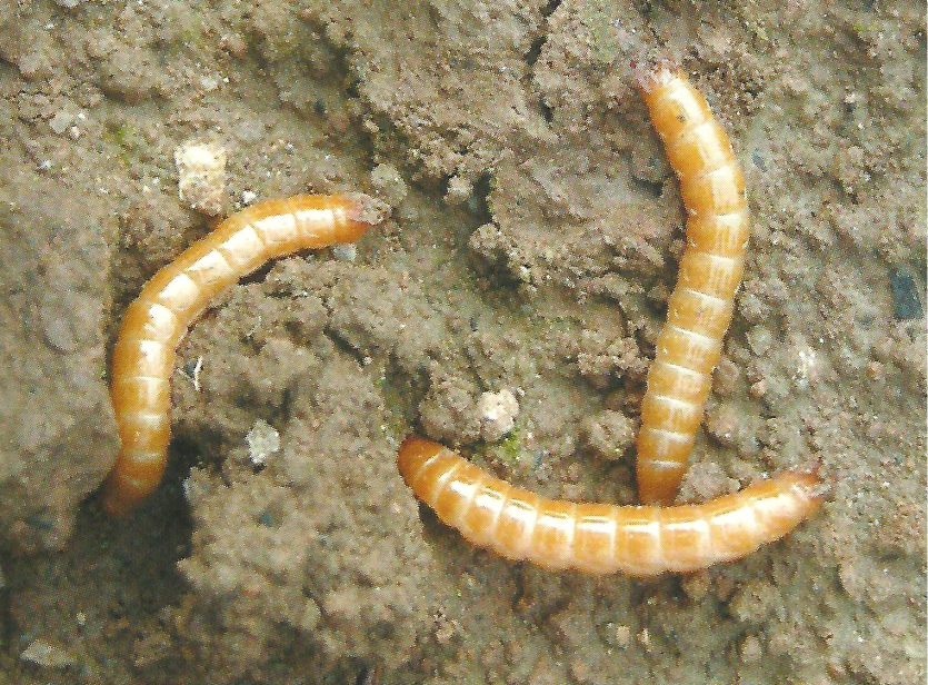 청동방아벌레 유충