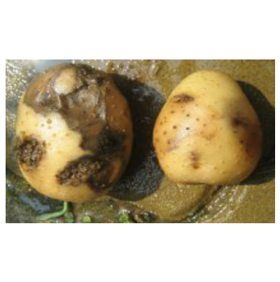 감자 무름병 괴경 증상