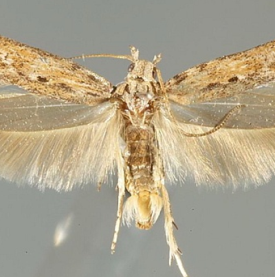 감자뿔나방 성충