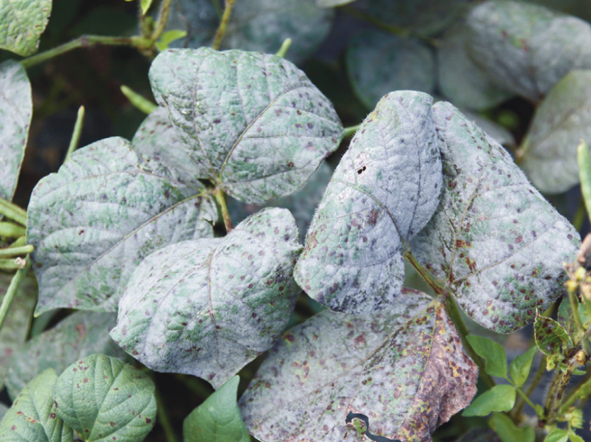 녹두 흰가루병 잎 병징