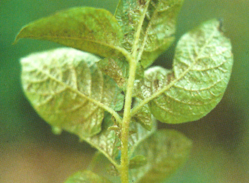 오이총채벌레 피해 잎 2