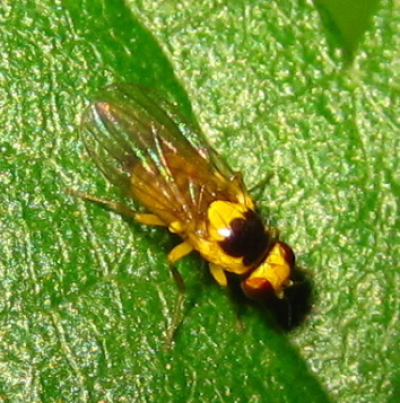 아메리카잎굴파리 성충