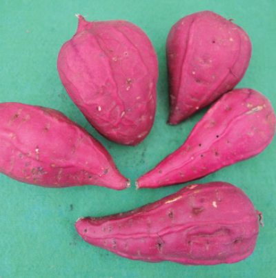 고구마 피맥 피해 증상