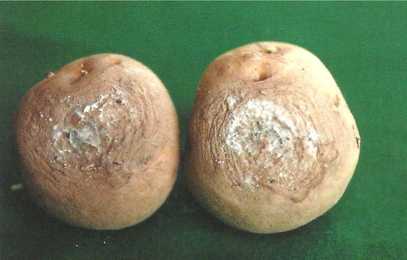 감자 마른썩음병 괴경 외부 증상