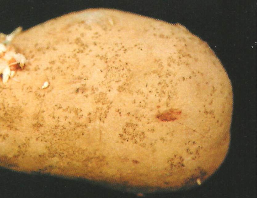 감자 은무늬병 초기 증상