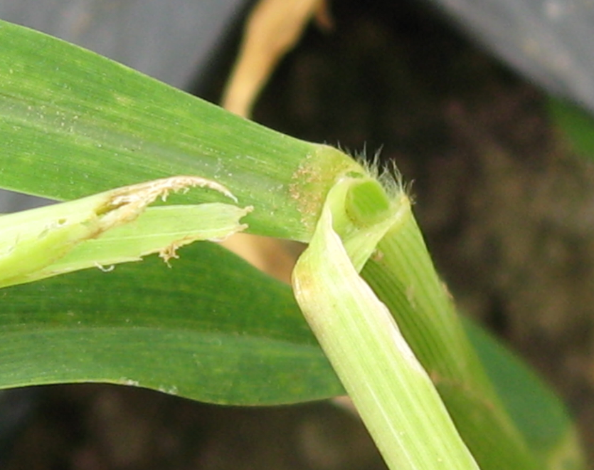 조줄기굴파리 줄기 피해