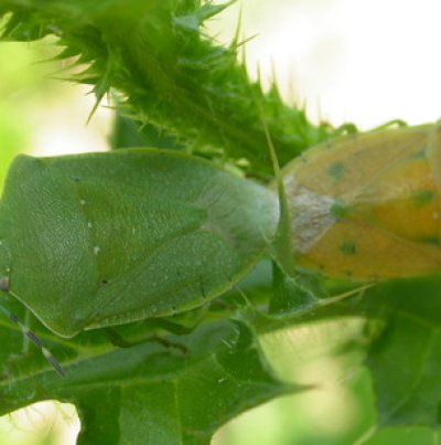 풀색노린재 성충 녹색형, 황색형