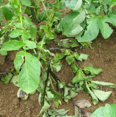 감자 줄기검은병 줄기 증상