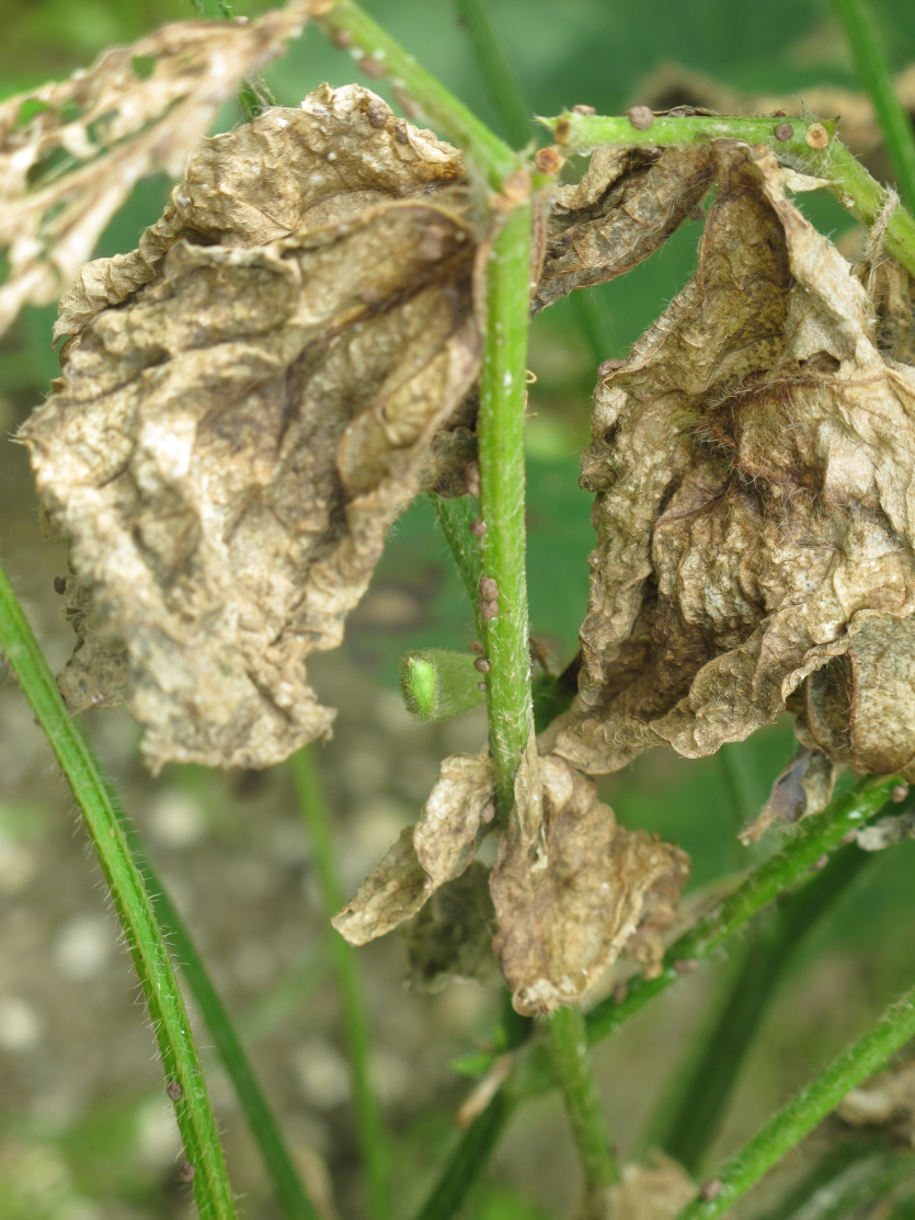 잎줄기마름병 줄기 균핵