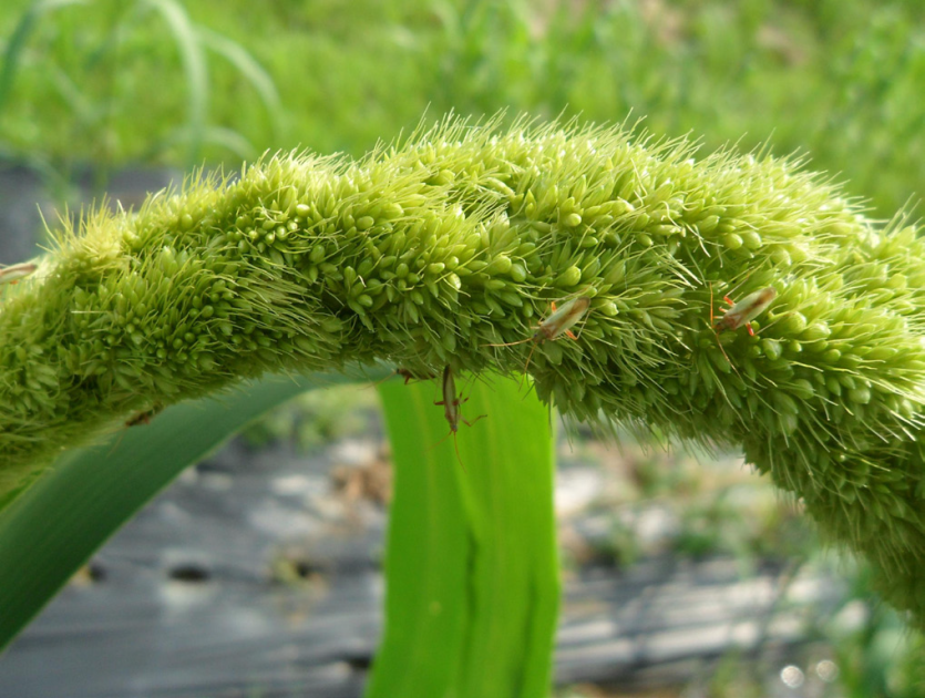 홍색얼룩장님노린재 이삭 가해