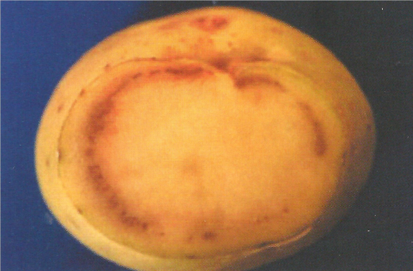 감자 반쪽시들음병 괴경 증상