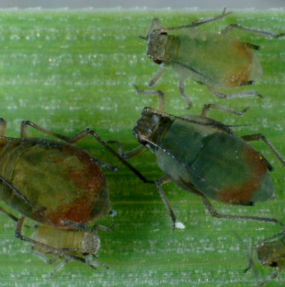 기장테두리진딧물 무시충