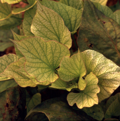 아연 과잉 피해 증상