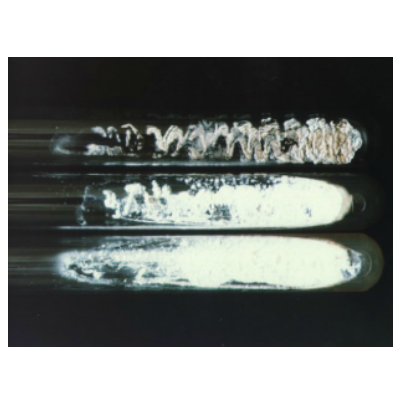 고구마 더뎅이병 병원균