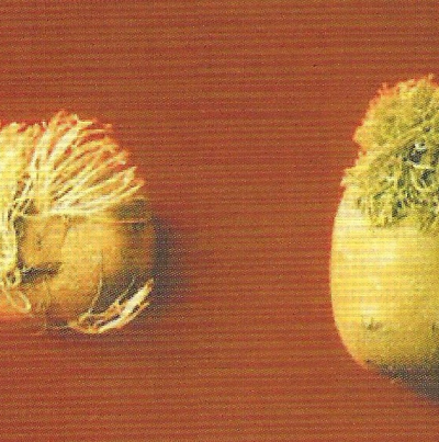 감자 빗자루병 괴경 발아 증상