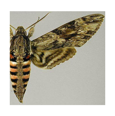 박각시나방 성충 수컷