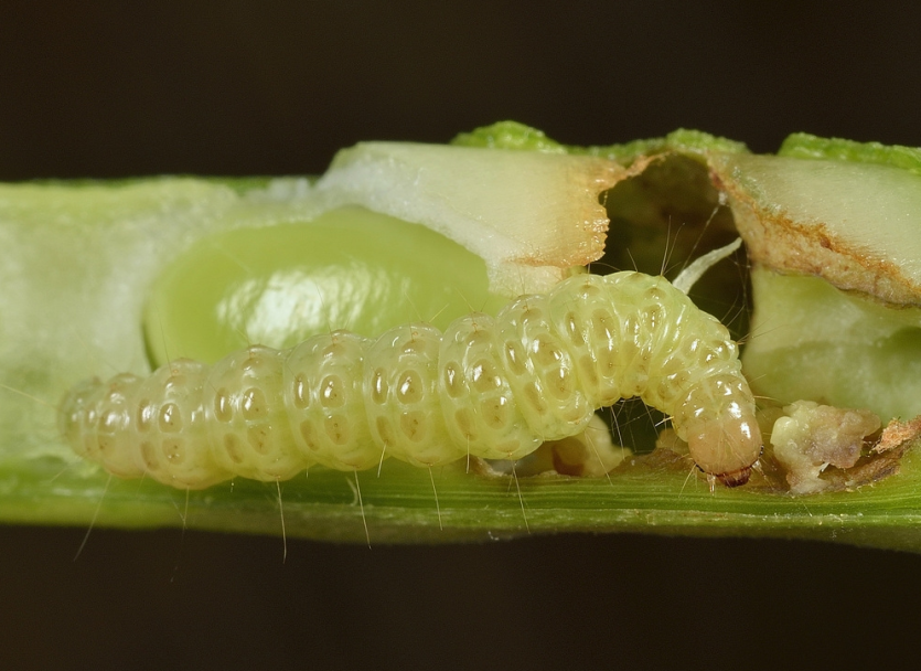 콩명나방 꼬투리 피해 2