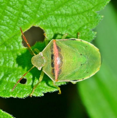 가로줄노린재 성충