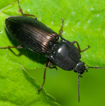 청동방아벌레 성충