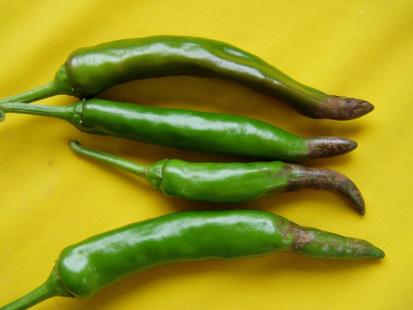 과일의 피해(코르크화)