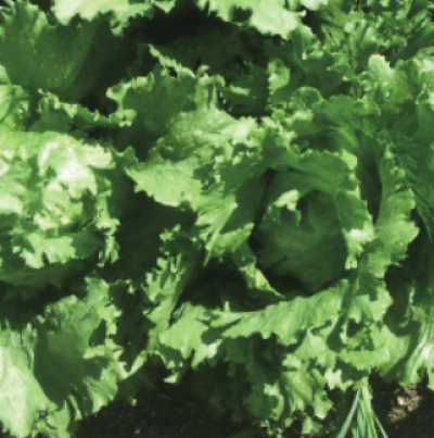 정상구(좌)와 이상결구(우)