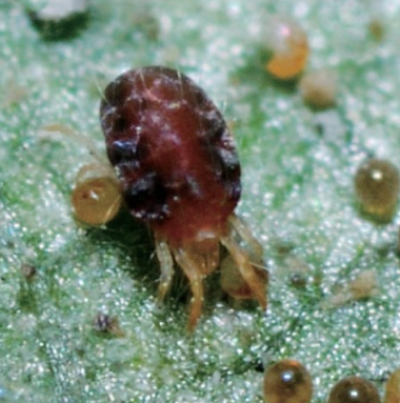 여름형 성충과 알