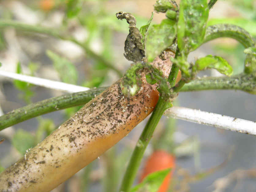 배설물(감로) 피해