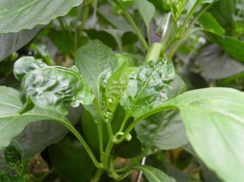 잎 뒤틀림 및 황변