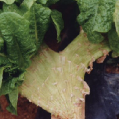 줄기에 발생한 대상합생