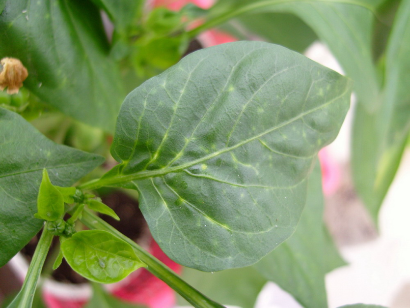 잎 천공 및 황변 