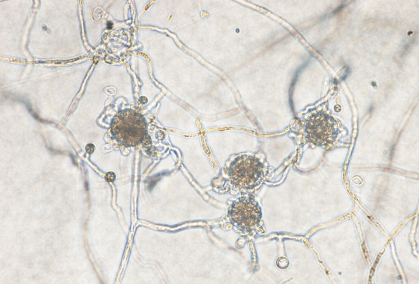병원균(난포자)