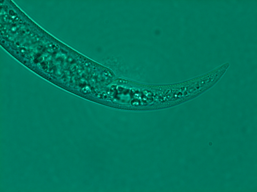 성충의 꼬리 모양
