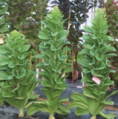 상추의 추대 증상