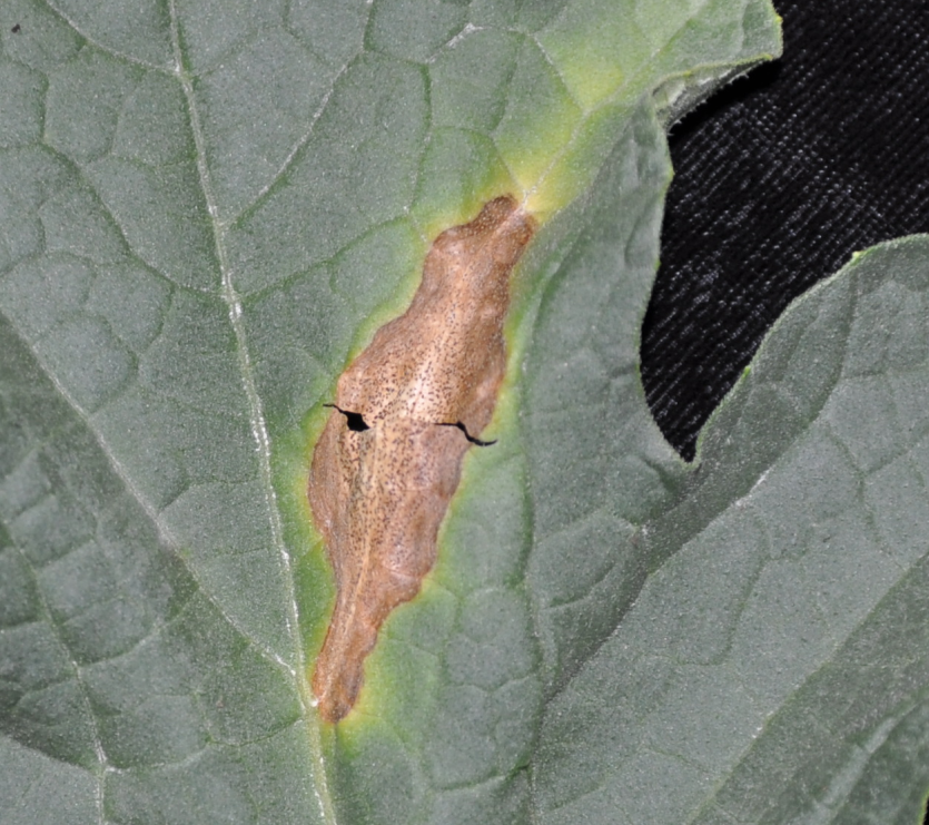 불규칙한 타원형 및 윤문