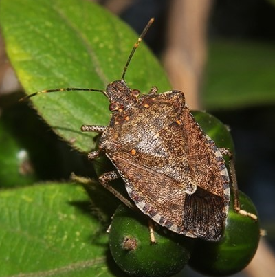 썩덩나무노린재