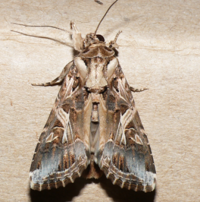 담배거세미나방 성충