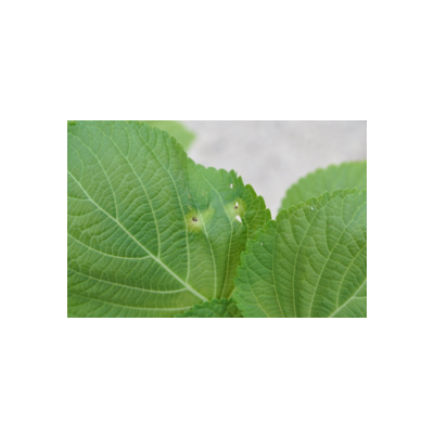 초기(반점, 달무리)