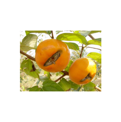 과정부열과 증상