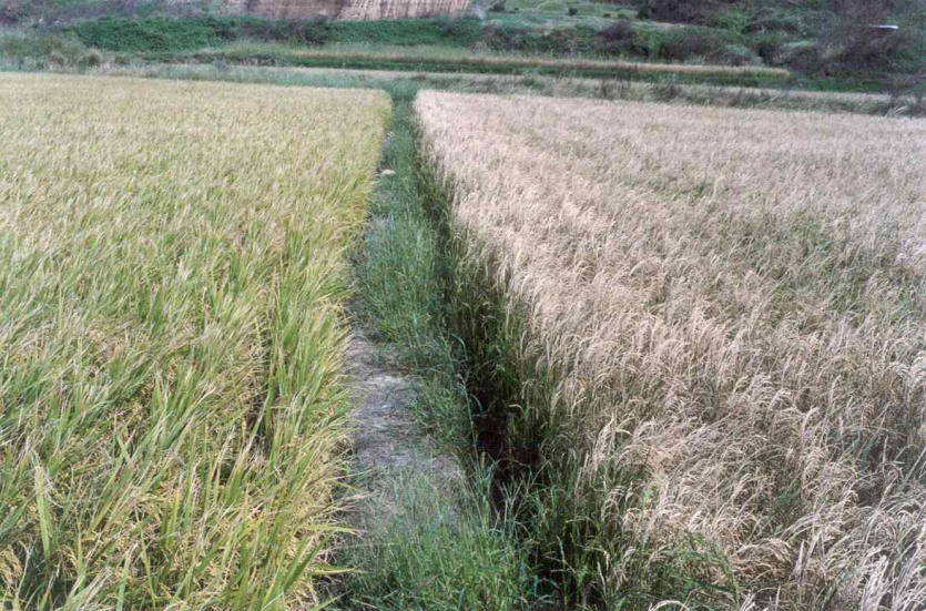 숙기에 따른 조풍 피해 정도