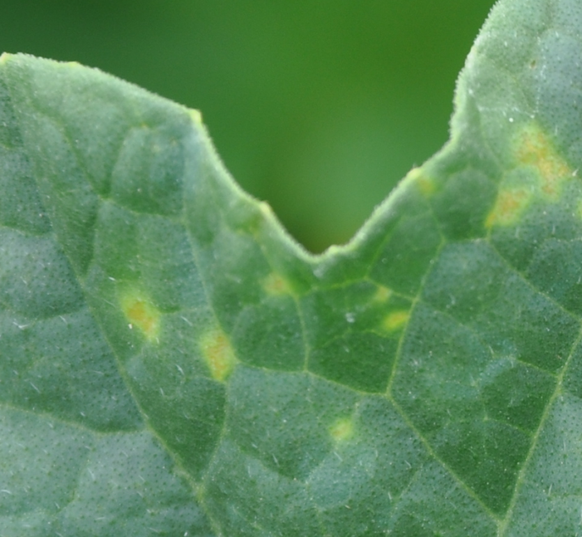초기(밝은 노란색 작은점)