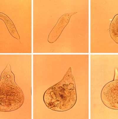 암컷의 발육단계