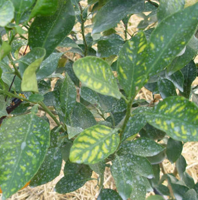 아연 결핍 증상